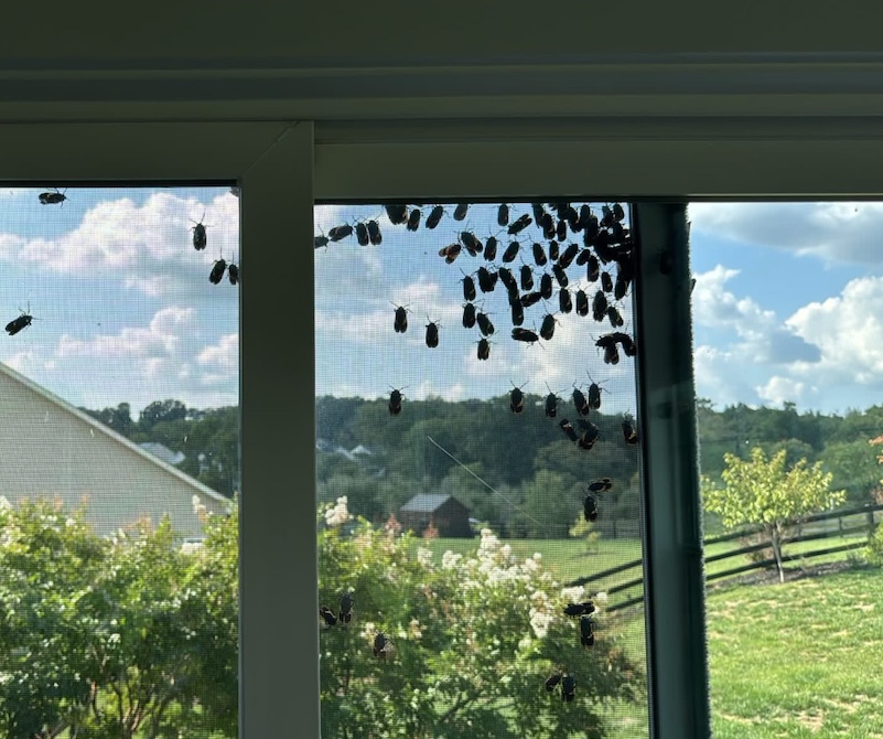 A large group of spotted lantern flies at Landon Hershey’s house in Round Hill, Virginia. Photo provided by Landon Hershey.
